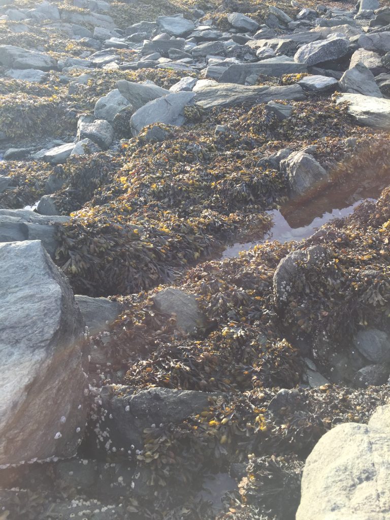 Rockweed