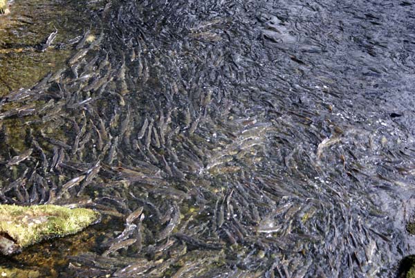 Salmon Spawning in Ketchikan (borrowed from NancyEmmert.com)